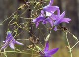 Campanula patula