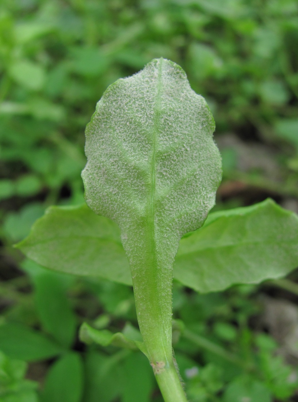 Image of Stellaria neglecta specimen.