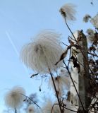 Clematis tangutica. Плоды на высохшем растении. Латвия, Рига, Ботанический сад Латвийского университета, экспозиция биологических и морфологических групп растений. 07.01.2015.