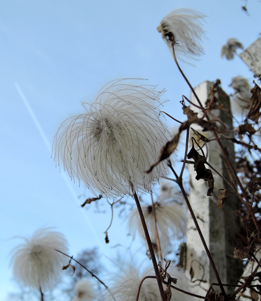 Image of Clematis tangutica specimen.