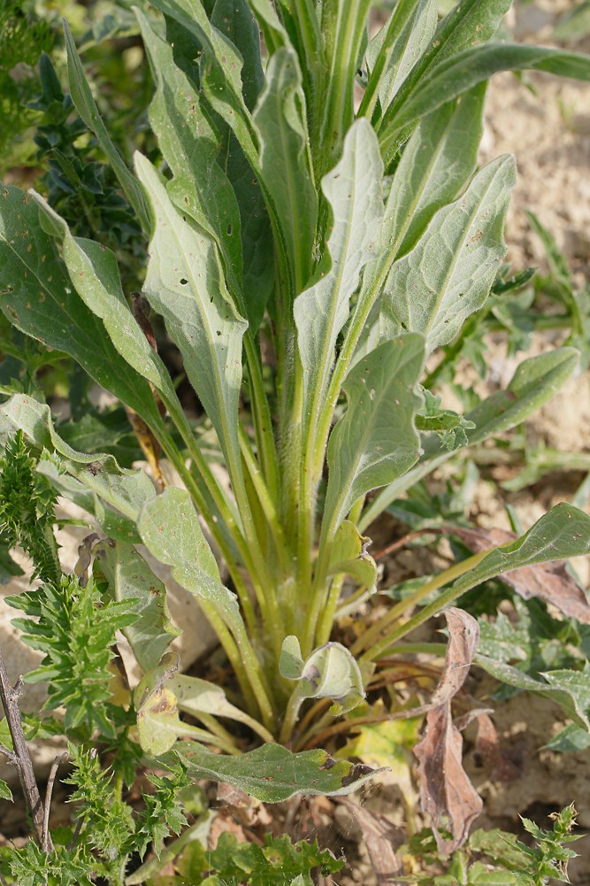 Image of Cynoglossum officinale specimen.
