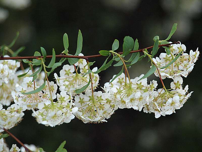 Image of Spiraea &times; vanhouttei specimen.