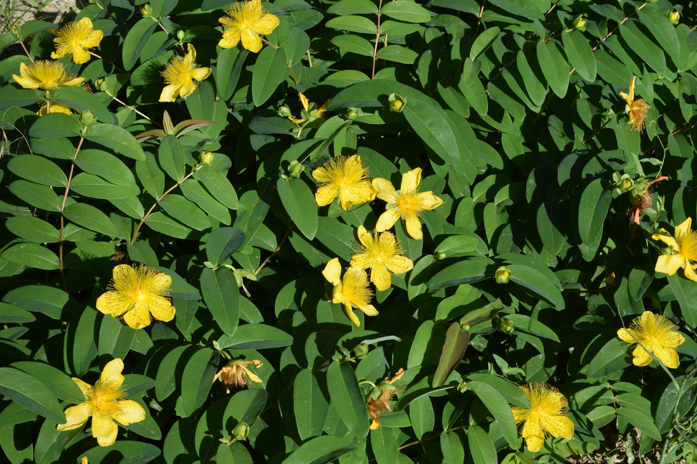 Image of Hypericum calycinum specimen.