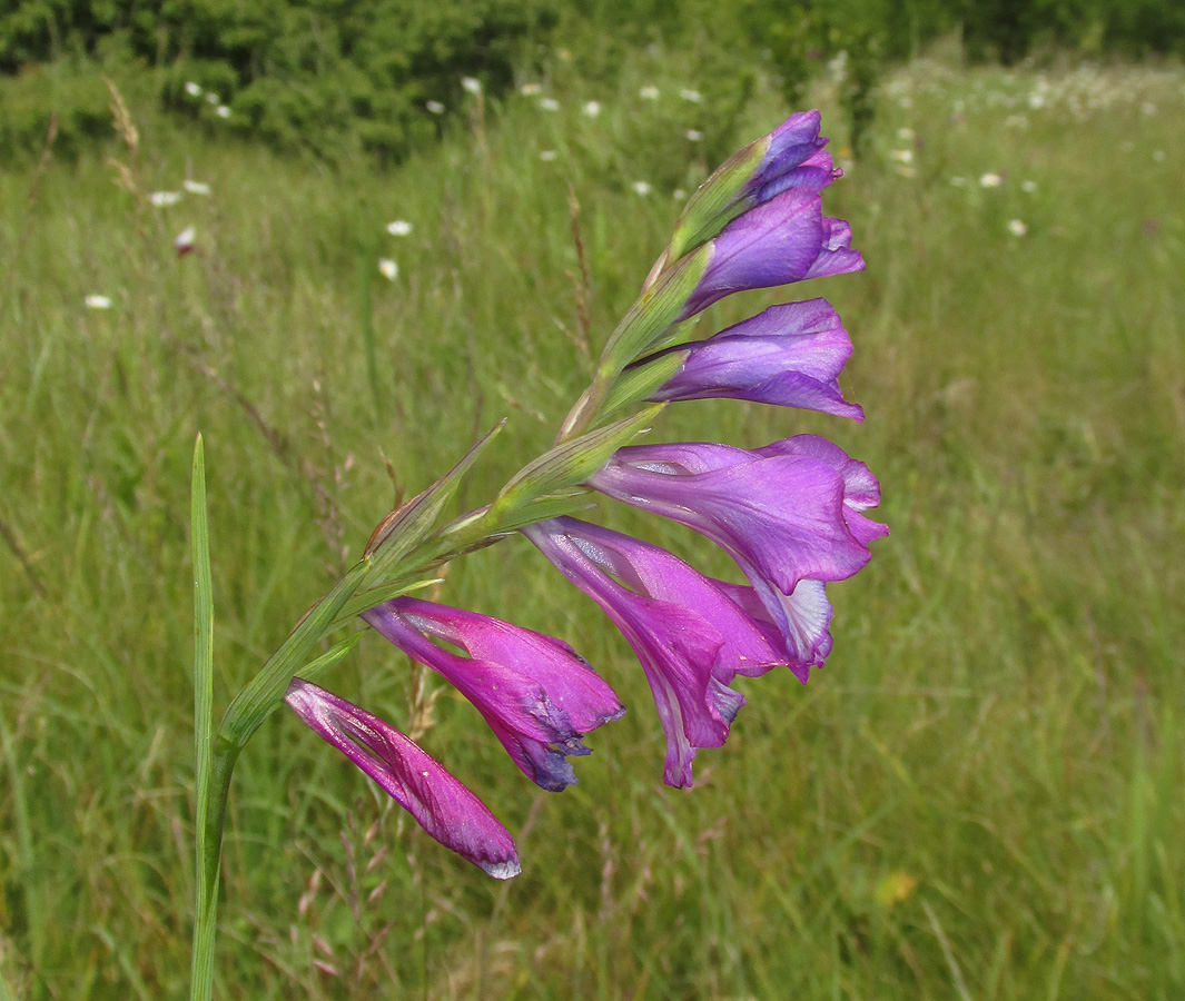 Изображение особи Gladiolus imbricatus.