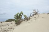 Tetraena fontanesii