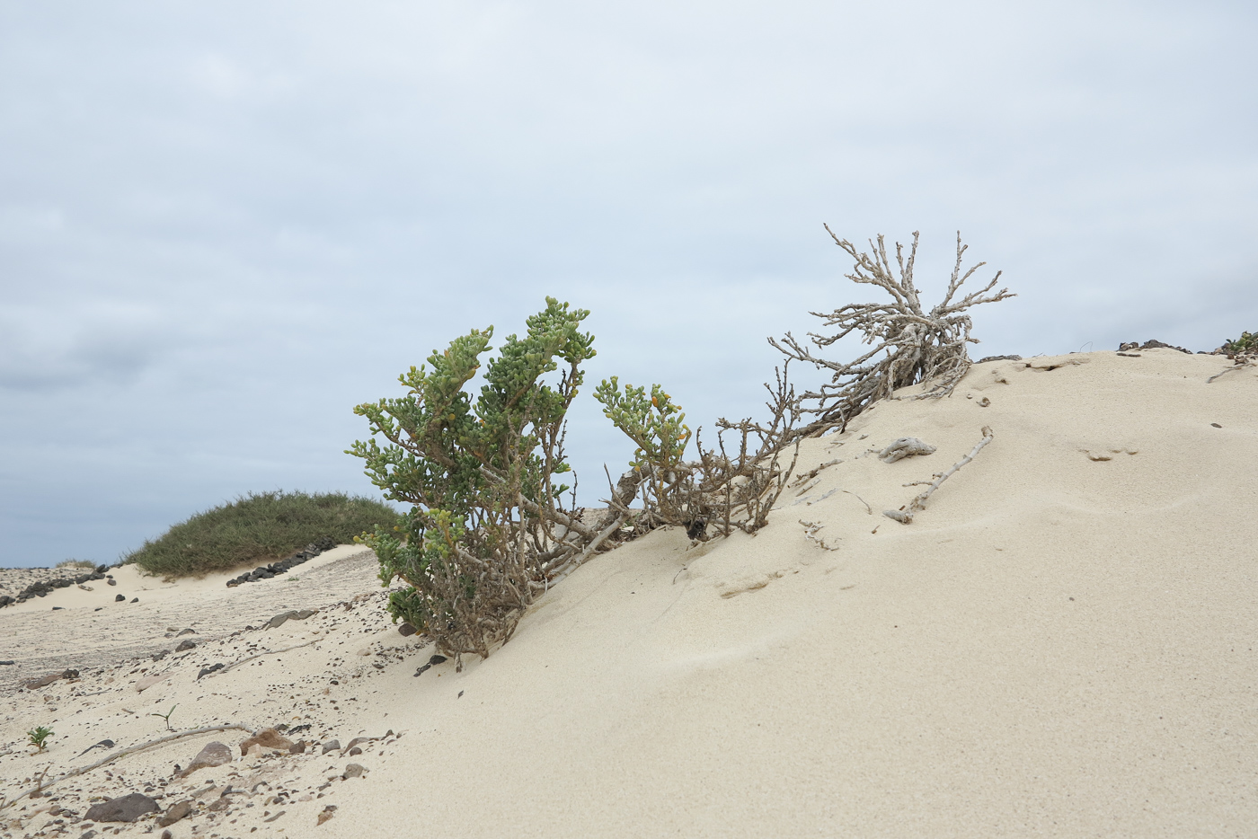 Изображение особи Tetraena fontanesii.