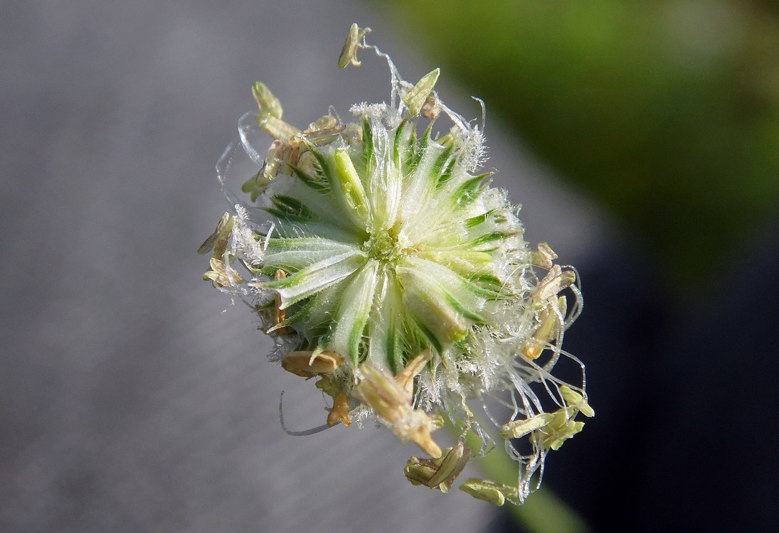 Image of Phleum pratense specimen.