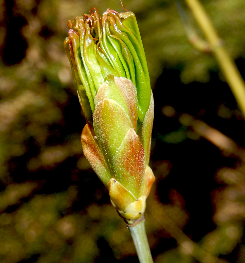 Image of Acer cappadocicum specimen.