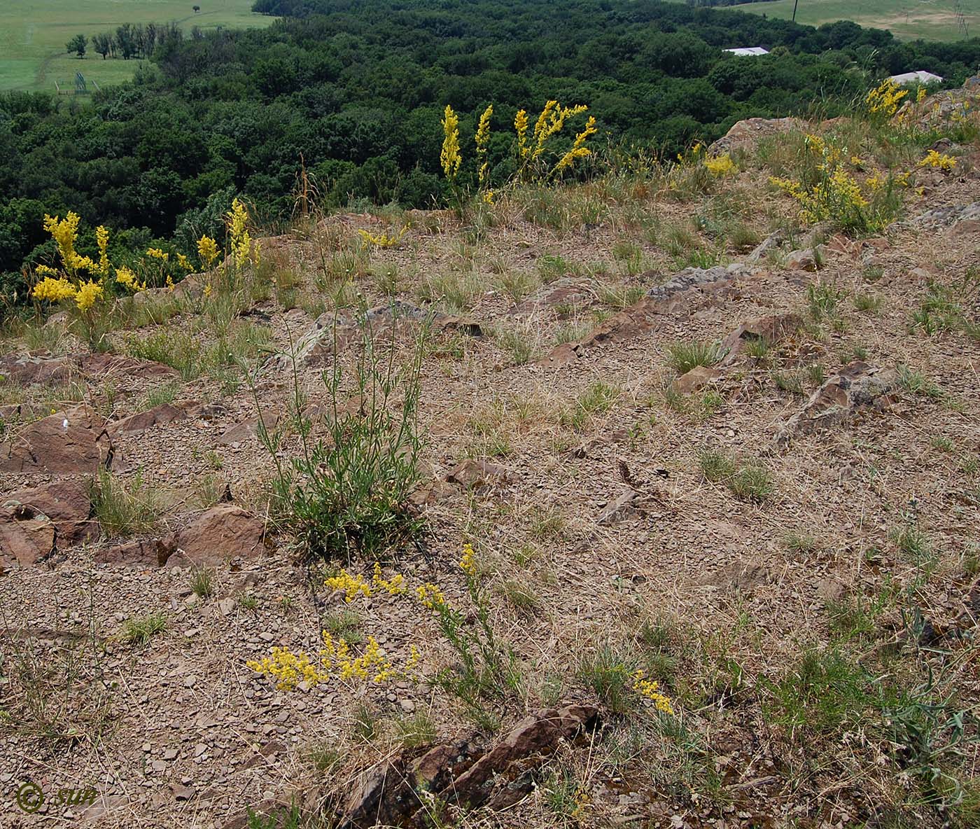 Image of Galium verum specimen.