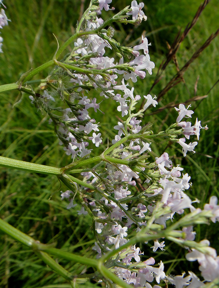 Изображение особи род Valeriana.