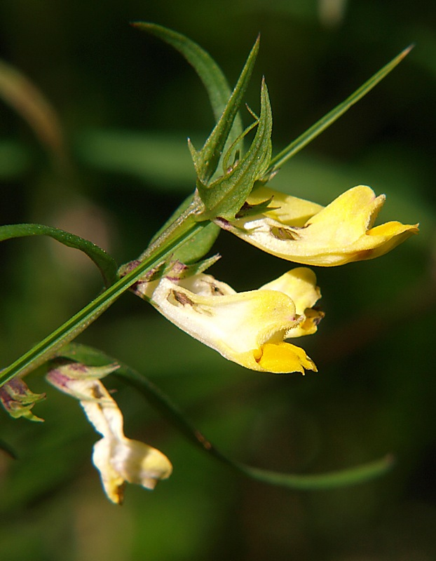 Изображение особи Melampyrum pratense ssp. hians.