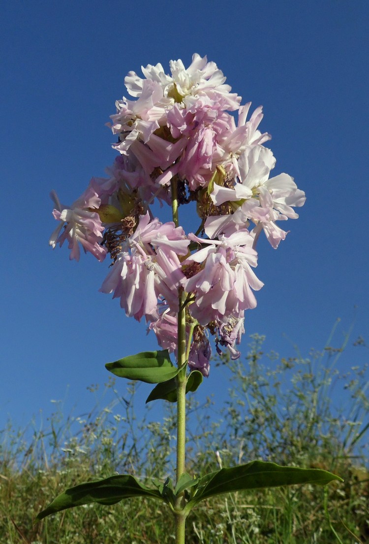 Image of Saponaria officinalis f. pleniflora specimen.