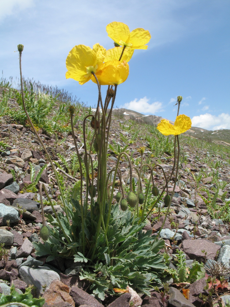 Image of Papaver croceum specimen.