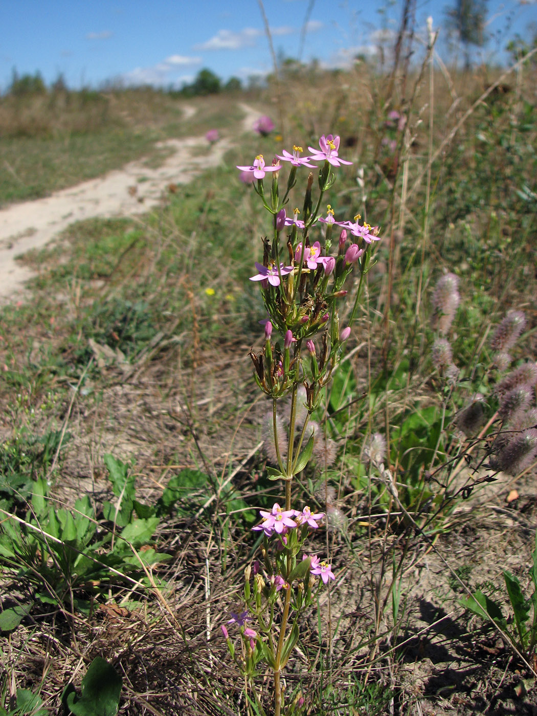 Image of Centaurium erythraea specimen.