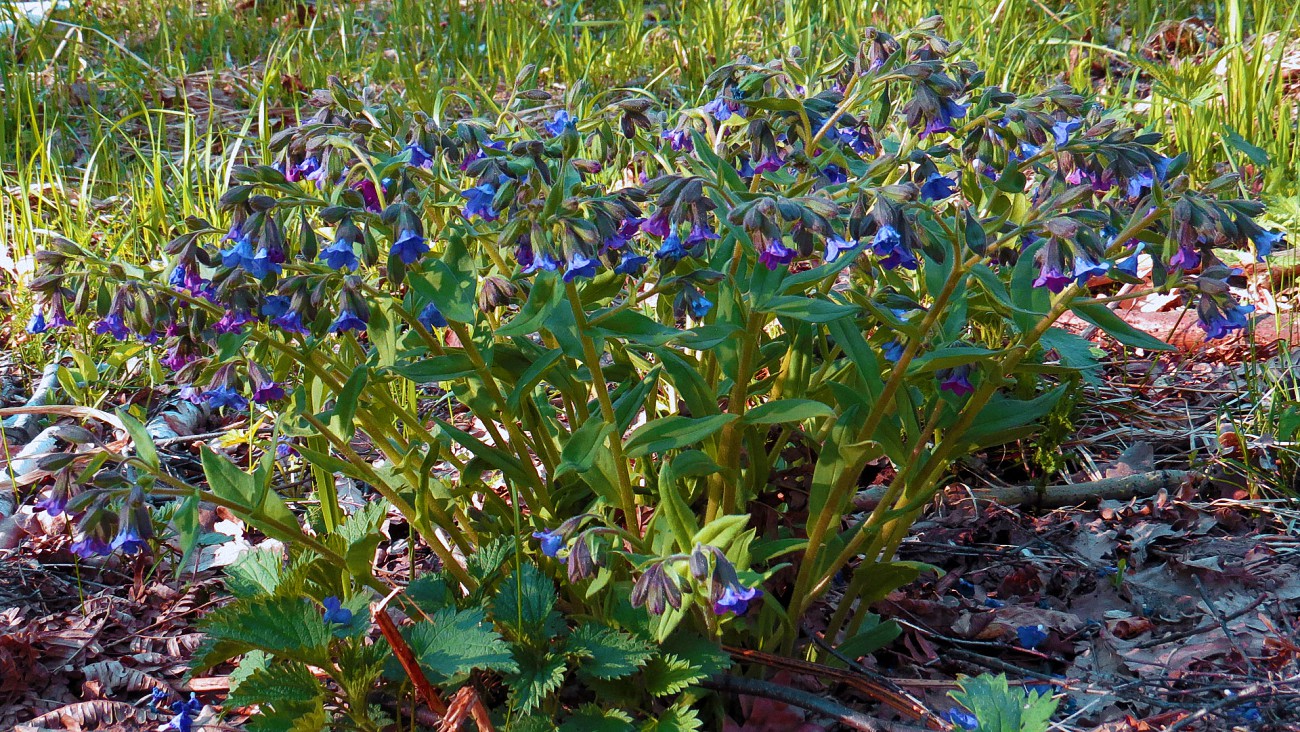 Image of Pulmonaria angustifolia specimen.