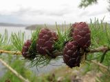 Larix sibirica