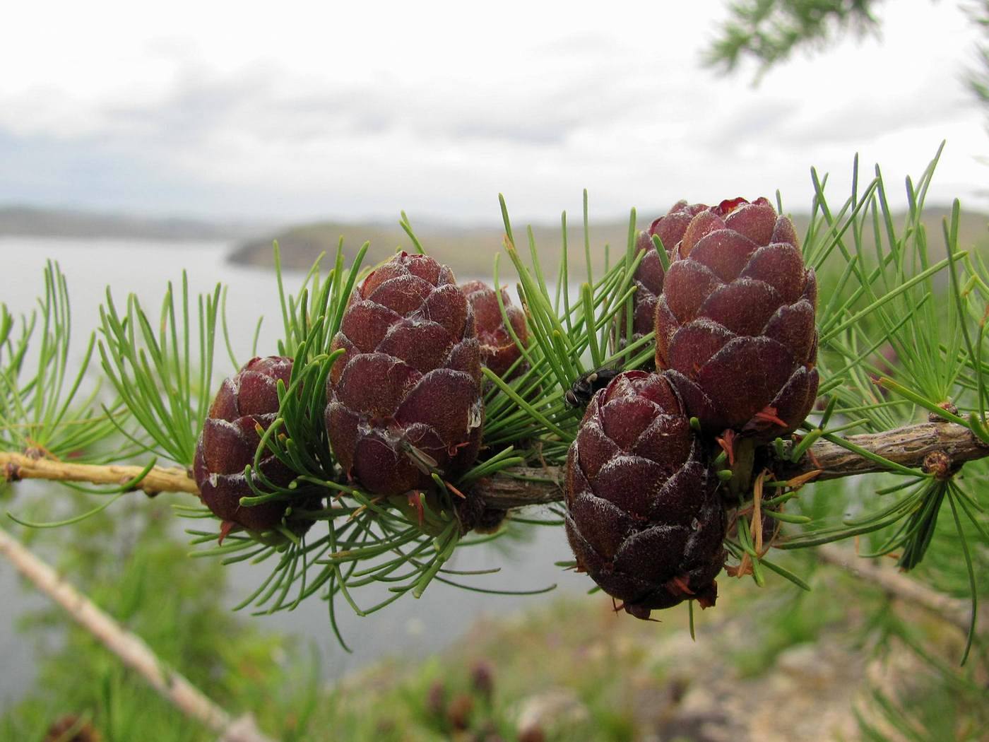 Изображение особи Larix sibirica.