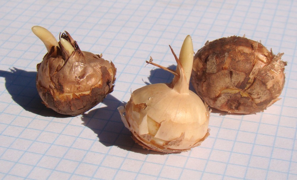 Image of Crocus speciosus specimen.