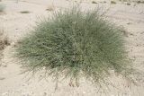 Crotalaria aegyptiaca