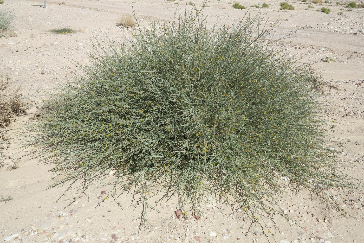 Image of Crotalaria aegyptiaca specimen.