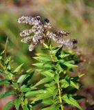 Solidago canadensis. Верхушка побега с соплодиями. Московская обл., окр. г. Железнодорожный, опушка смешанного леса. 02.10.2016.