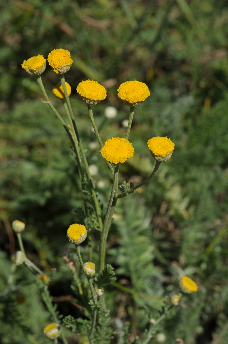 Изображение особи Tanacetum turlanicum.