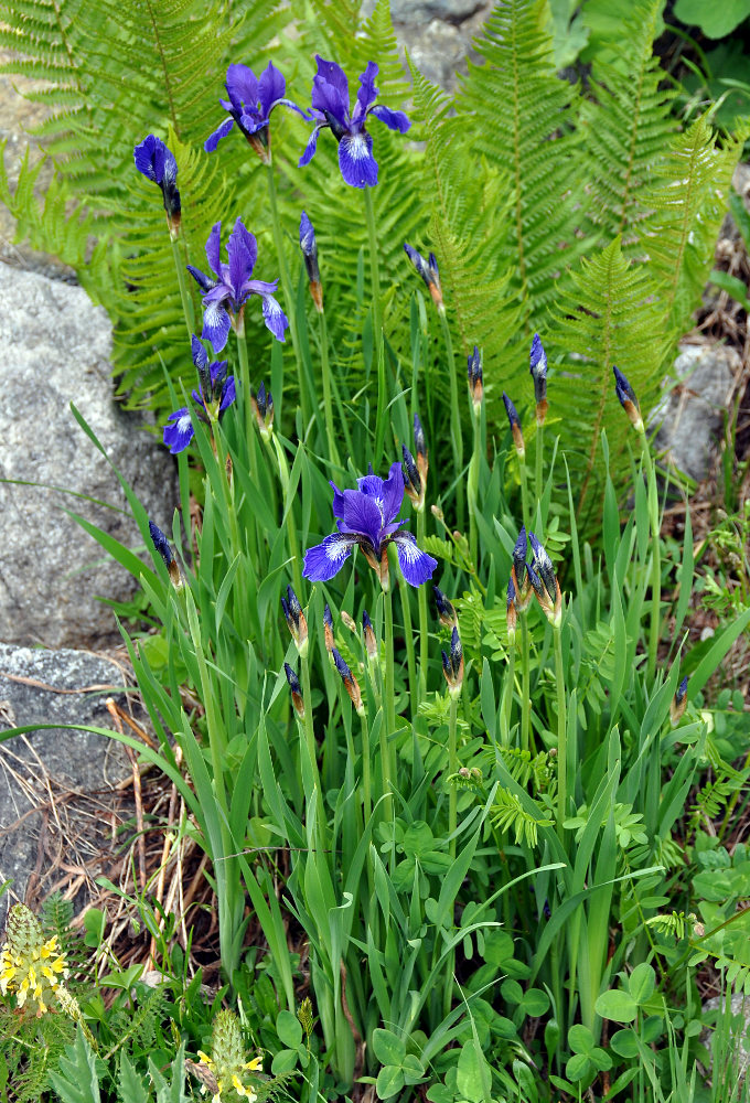 Image of Iris sibirica specimen.