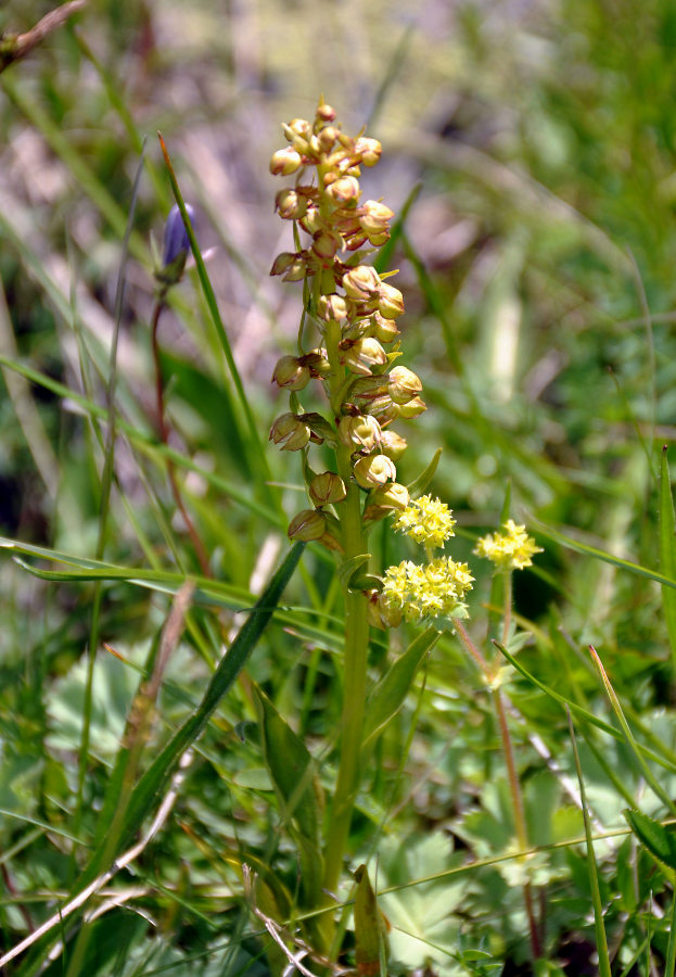 Изображение особи Dactylorhiza viridis.