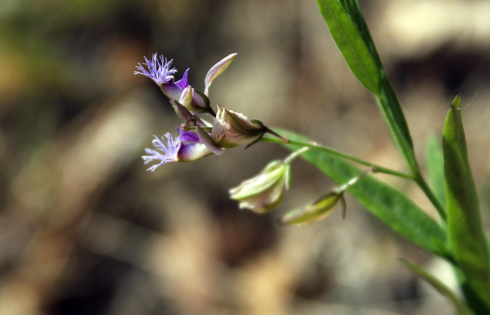 Image of Polygala sibirica specimen.