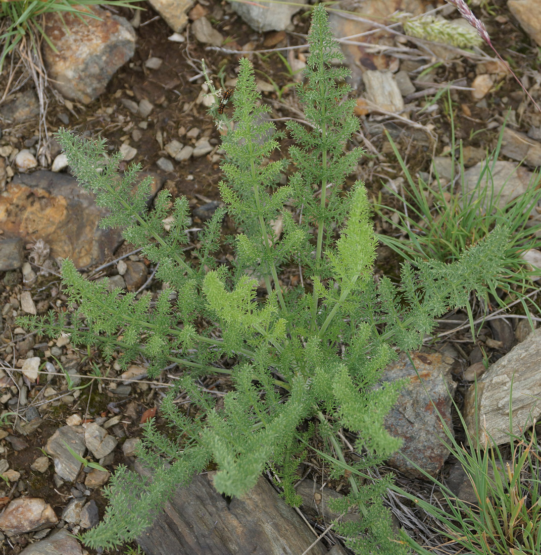 Image of familia Apiaceae specimen.