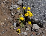 Draba hispida. Цветущие растения. Кабардино-Балкария, Эльбрусский р-н, пик Терскол, ≈ 3100 м н.у.м., каменистый склон. 14.07.2016.