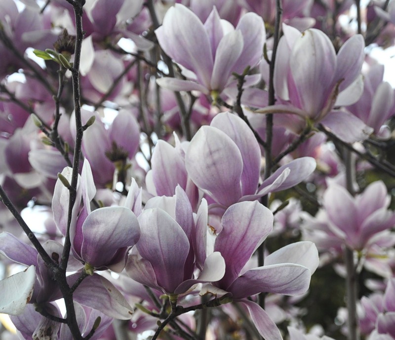 Изображение особи Magnolia × soulangeana.