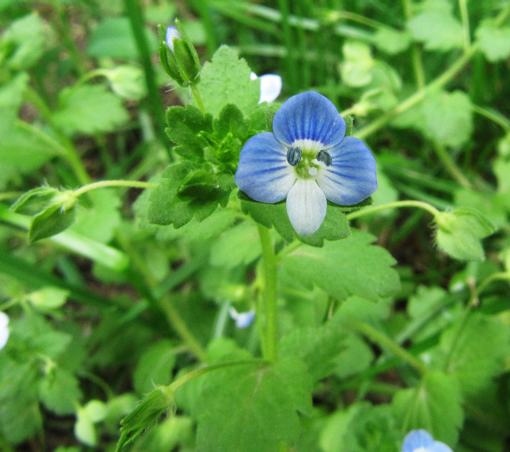 Image of Veronica persica specimen.