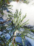 Juniperus virginiana. Верхушки побегов. Марий Эл, г. Йошкар-Ола, Центральный парк, в культуре. 13.12.2016.