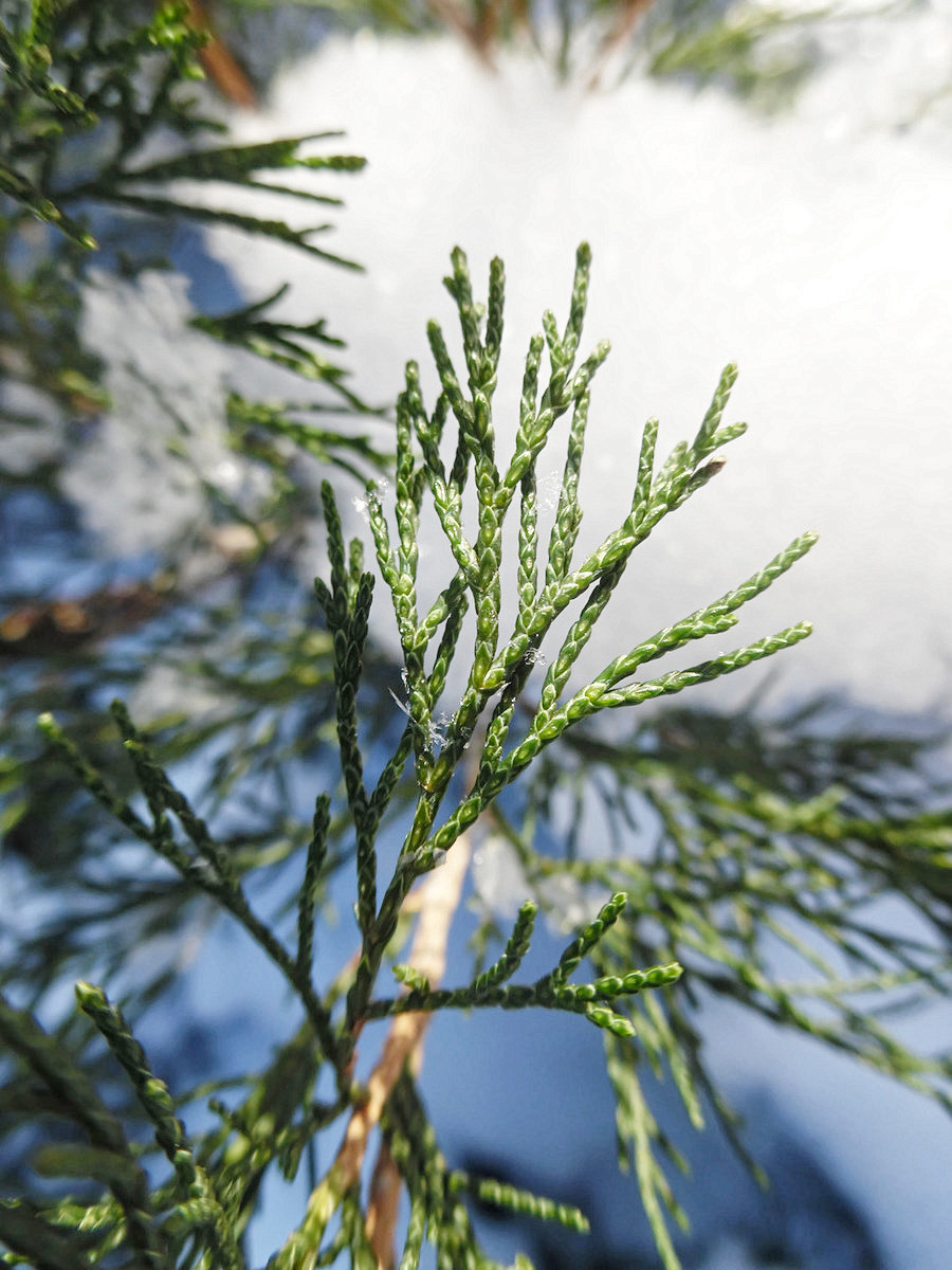 Изображение особи Juniperus virginiana.