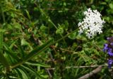 Valeriana dubia