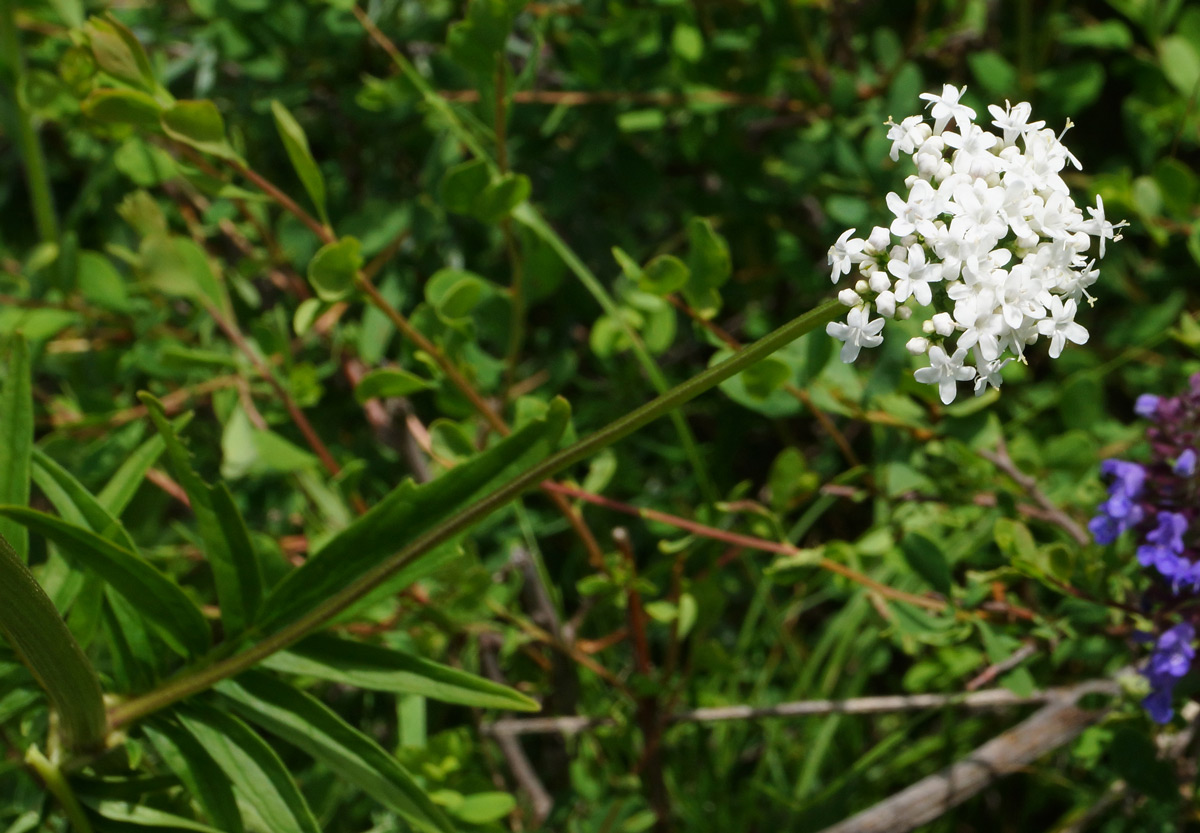 Изображение особи Valeriana dubia.