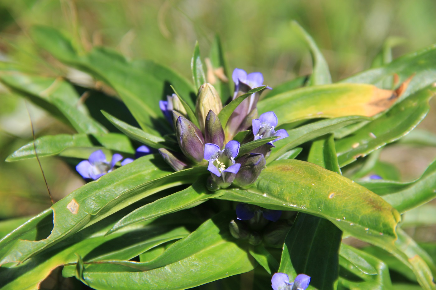 Image of Gentiana cruciata specimen.