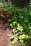 Plantago urvillei. Отцветающее растение. Свердловская обл., окр. г. Североуральск, р-н скал Грюнвальдта, сосново-еловый склон, тропинка. 29.06.2016.