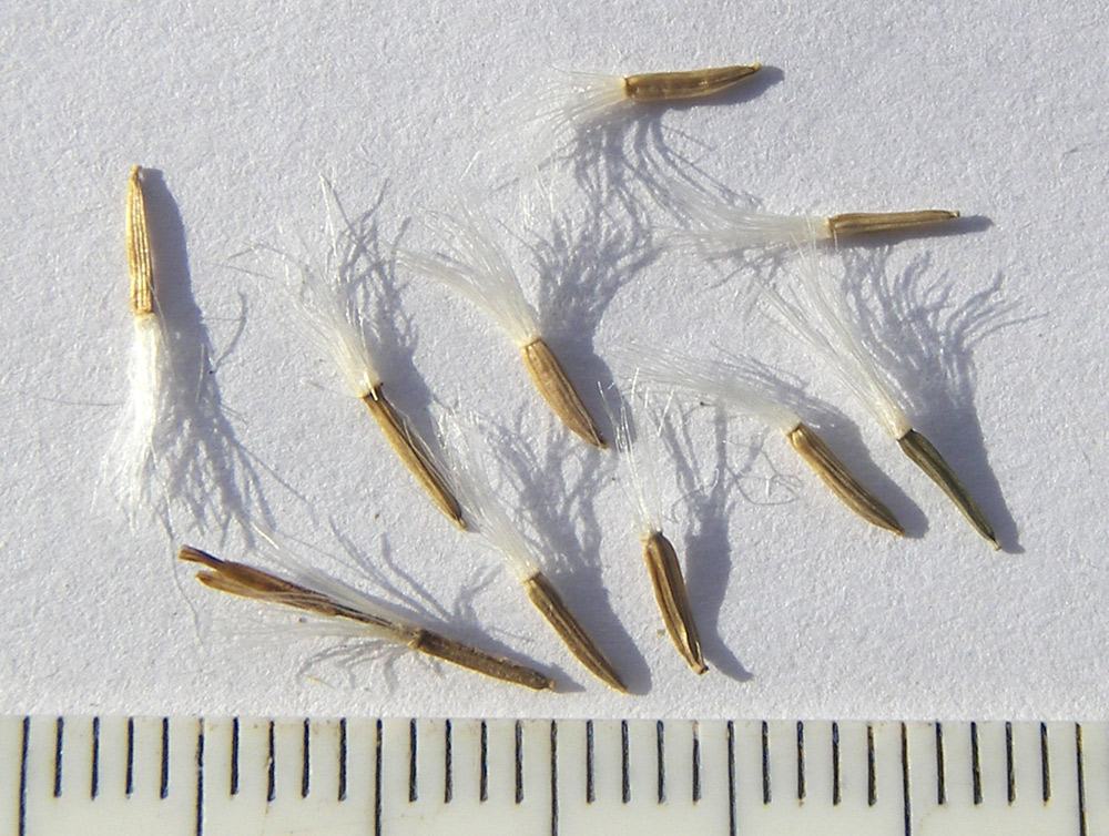 Изображение особи Dolichorrhiza renifolia.