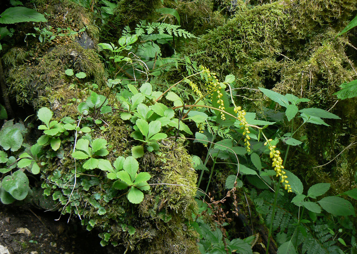 Image of Chiastophyllum oppositifolium specimen.