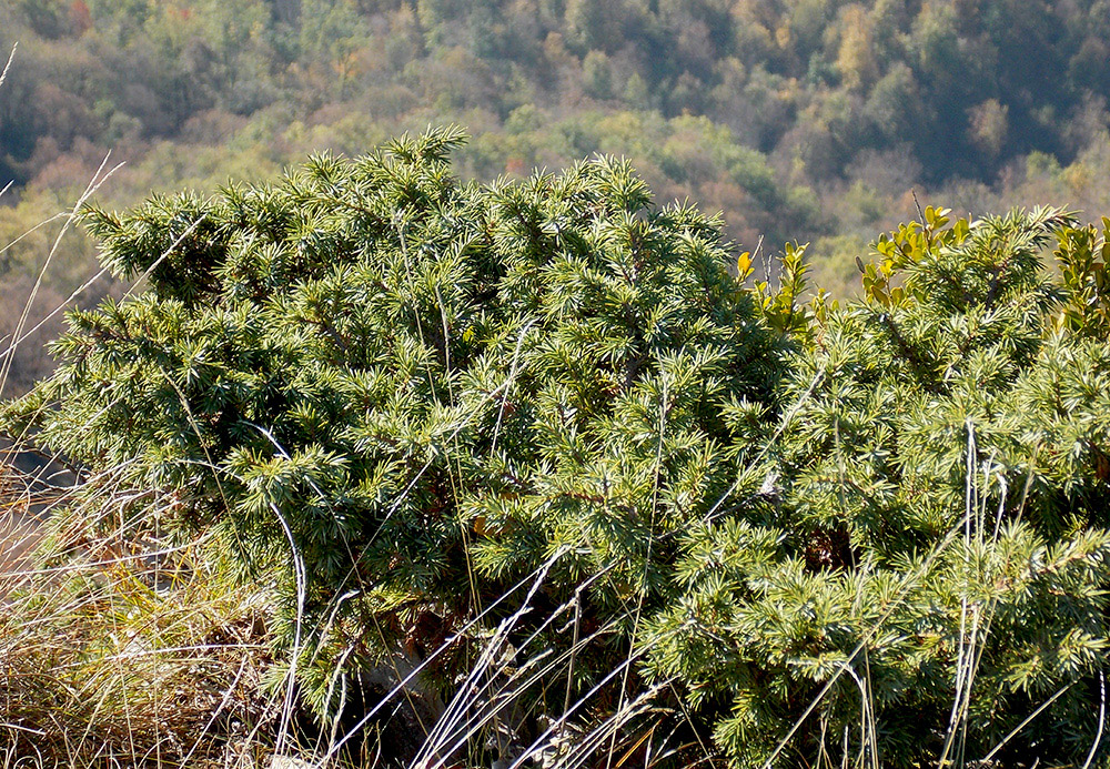 Изображение особи Juniperus hemisphaerica.