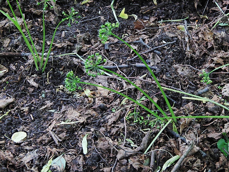 Image of Allium ursinum specimen.