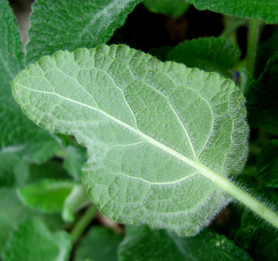 Image of Salvia verticillata specimen.