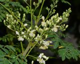 Moringa oleifera