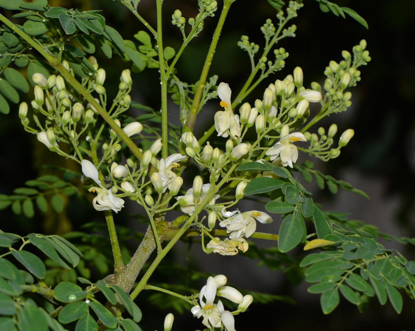 Изображение особи Moringa oleifera.