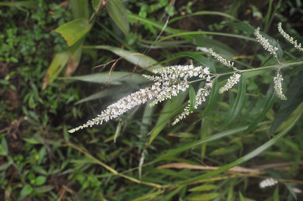 Изображение особи Buddleja asiatica.