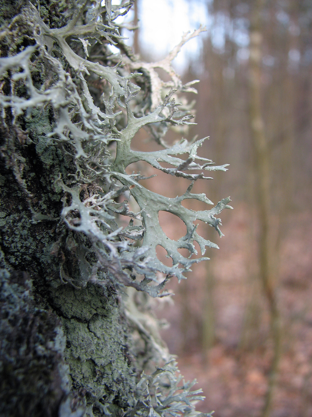 Изображение особи Evernia prunastri.