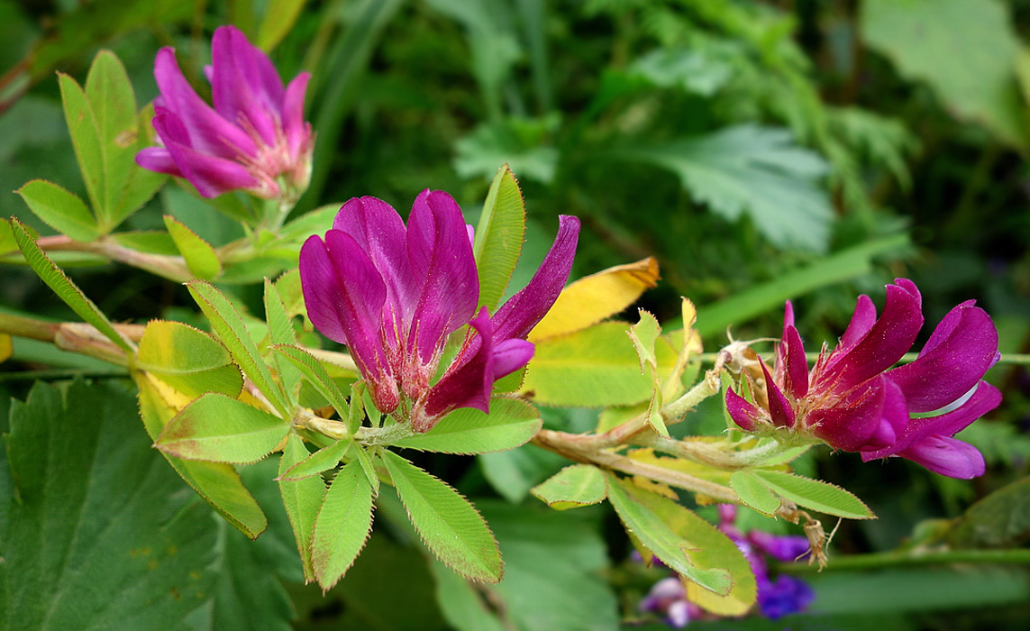 Изображение особи Trifolium pacificum.