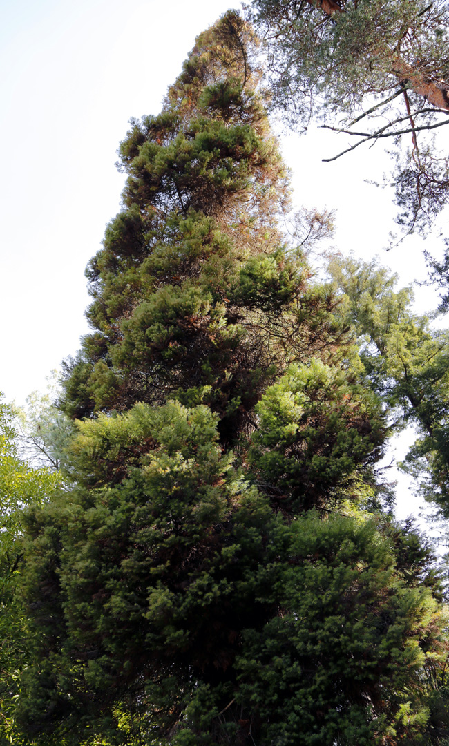 Image of Cryptomeria japonica specimen.